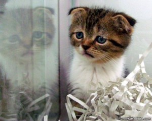 sad_kitten